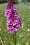 Anacamptis pyramidalis