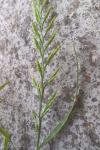 Catapodium rigidum