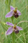 Ophrys apifera