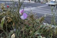 Lathyrus hirsutus