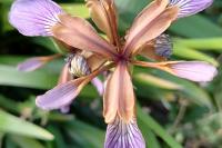 Iris foetidissima