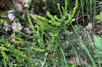 Genista germanica