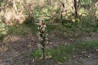Asphodelus albus