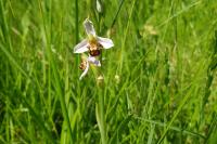 Ophrys apifera