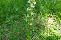 Platanthera chlorantha