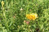 Inula salicina