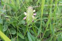 Melampyrum cristatum