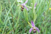 Ophrys apifera