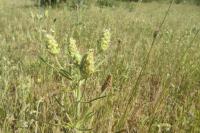 Plantago arenaria