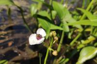 Sagittaria sagittifolia