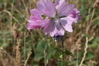 Malva moschata