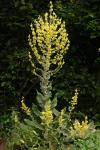 Verbascum pulverulentum