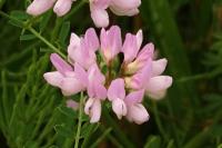 Coronilla varia
