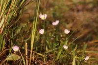 Baldellia repens subsp. cavanillesii