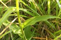 Epipactis muelleri