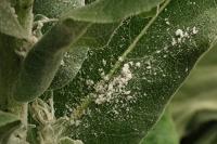 Verbascum pulverulentum