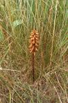 Orobanche