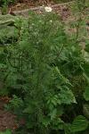 Tripleurospermum inodorum