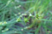 Carex echinata
