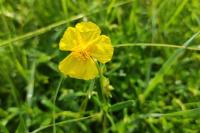 Helianthemum nummularium