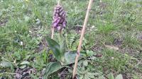 Himantoglossum robertianum