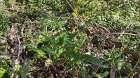 Asplenium scolopendrium