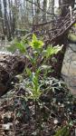 Helleborus foetidus