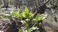 Helleborus foetidus