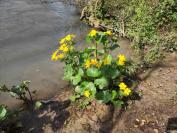 Caltha palustris