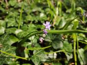 Scilla bifolia