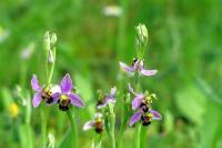Ophrys apifera