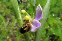 Ophrys apifera