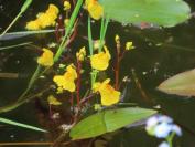 Utricularia neglecta