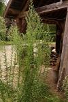 Erigeron sumatrensis
