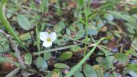 Luronium natans