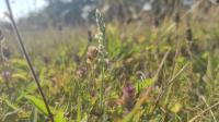 Spiranthes spiralis