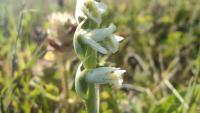 Spiranthes spiralis