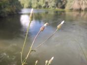 Crepis foetida