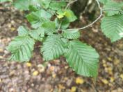 Carpinus betulus