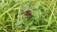 Trifolium medium