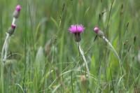 Cirsium dissectum