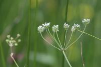Trocdaris verticillatum