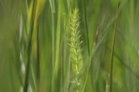 Trocdaris verticillatum