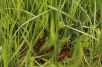 Trocdaris verticillatum