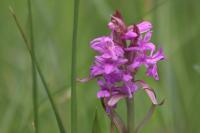 Dactylorhiza majalis