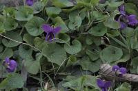 Viola odorata