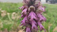 Himantoglossum robertianum