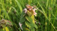 Lamium purpureum