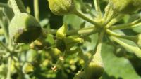 Hedera helix