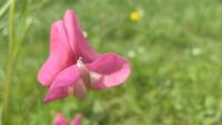 Lathyrus nissolia